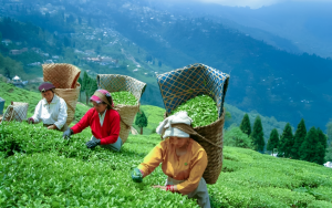 Darjeeling Tourism